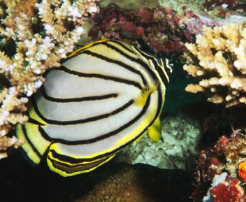 Butterfly Fish
